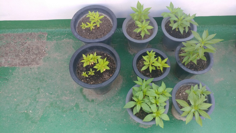 봉숭아  관찰하기