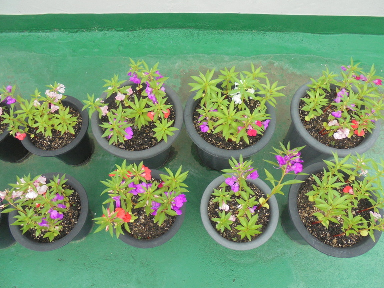 봉숭아물들이기